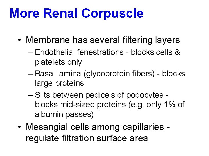 More Renal Corpuscle • Membrane has several filtering layers – Endothelial fenestrations - blocks