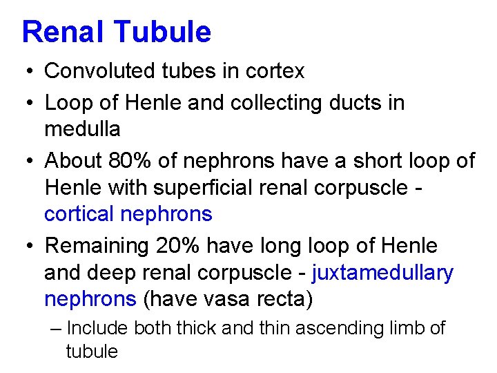 Renal Tubule • Convoluted tubes in cortex • Loop of Henle and collecting ducts