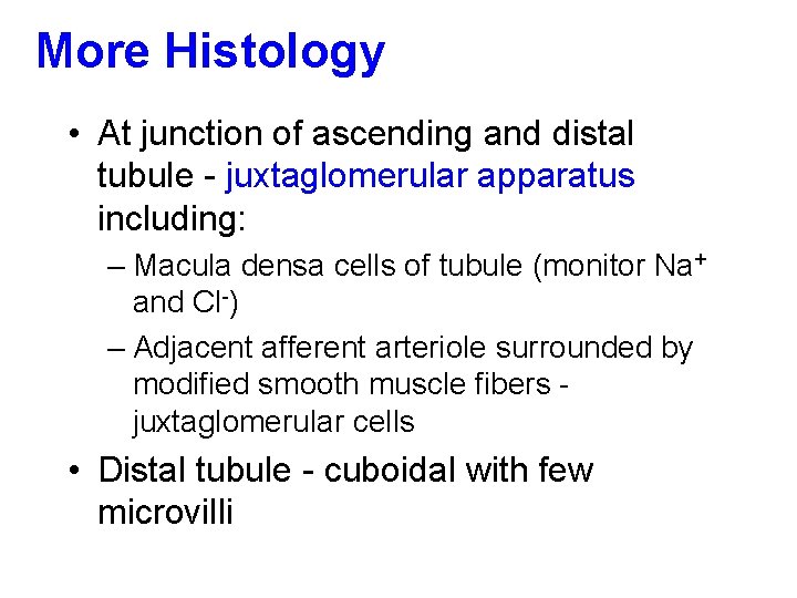 More Histology • At junction of ascending and distal tubule - juxtaglomerular apparatus including: