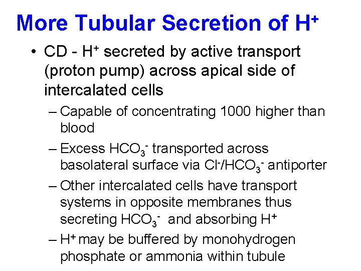 More Tubular Secretion of H+ • CD - H+ secreted by active transport (proton
