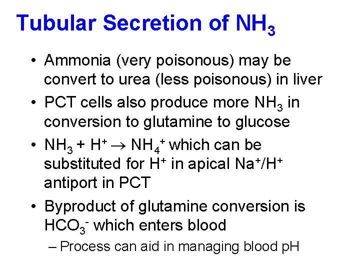 Tubular Secretion of NH 3 • Ammonia (very poisonous) may be convert to urea
