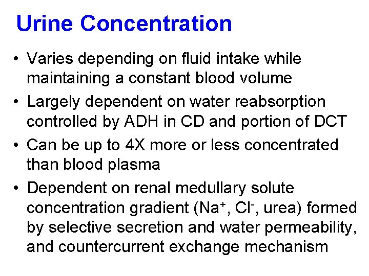 Urine Concentration • Varies depending on fluid intake while maintaining a constant blood volume