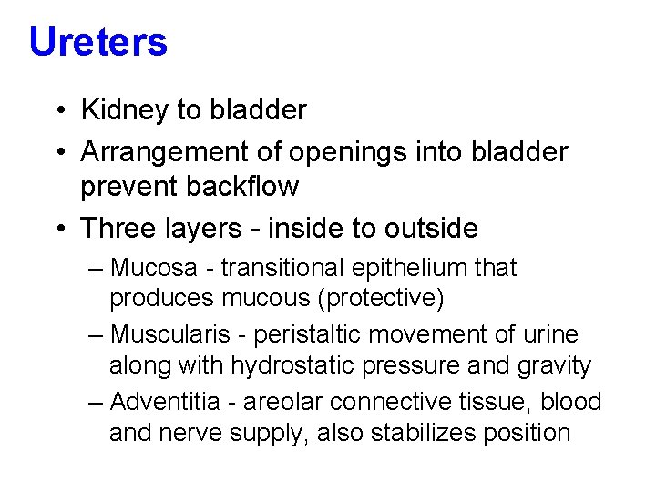 Ureters • Kidney to bladder • Arrangement of openings into bladder prevent backflow •