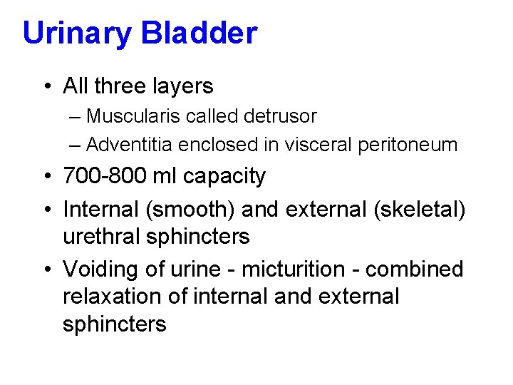 Urinary Bladder • All three layers – Muscularis called detrusor – Adventitia enclosed in