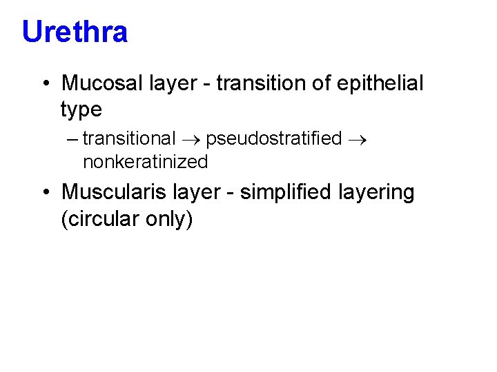 Urethra • Mucosal layer - transition of epithelial type – transitional pseudostratified nonkeratinized •