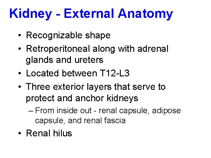 Kidney - External Anatomy • Recognizable shape • Retroperitoneal along with adrenal glands and