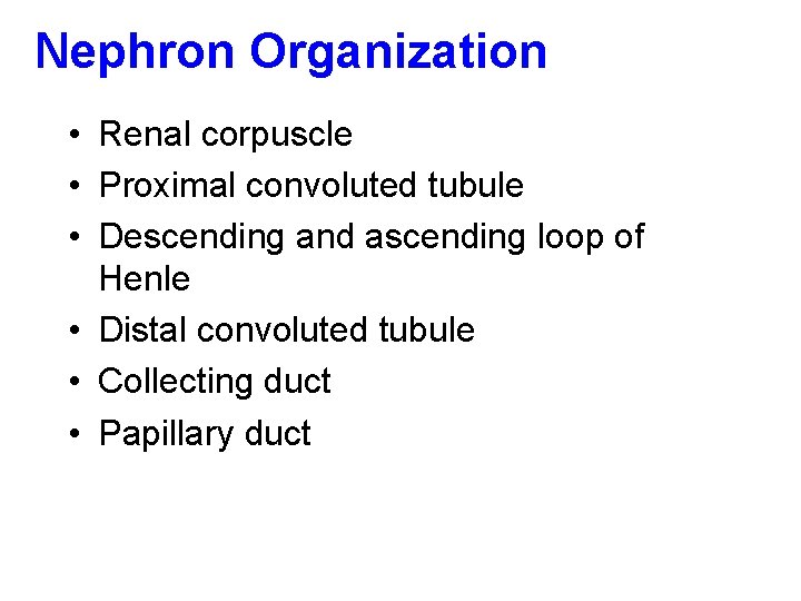 Nephron Organization • Renal corpuscle • Proximal convoluted tubule • Descending and ascending loop