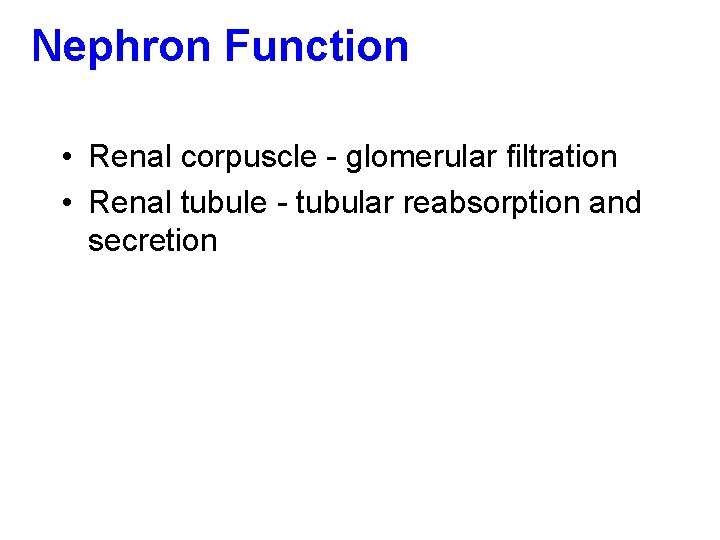 Nephron Function • Renal corpuscle - glomerular filtration • Renal tubule - tubular reabsorption