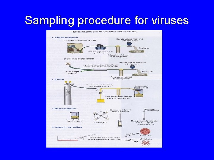 Sampling procedure for viruses 