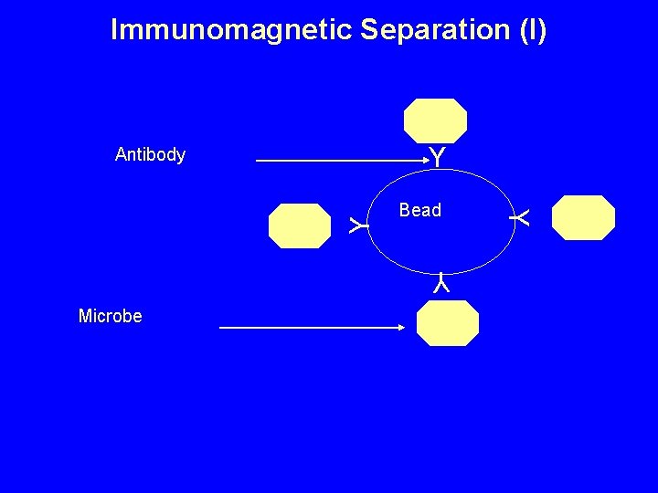 Immunomagnetic Separation (I) Y Bead Y Microbe Y Y Antibody 