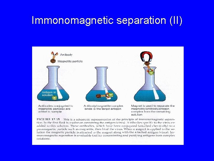 Immonomagnetic separation (II) 