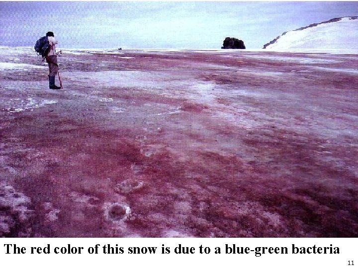 The red color of this snow is due to a blue-green bacteria 11 