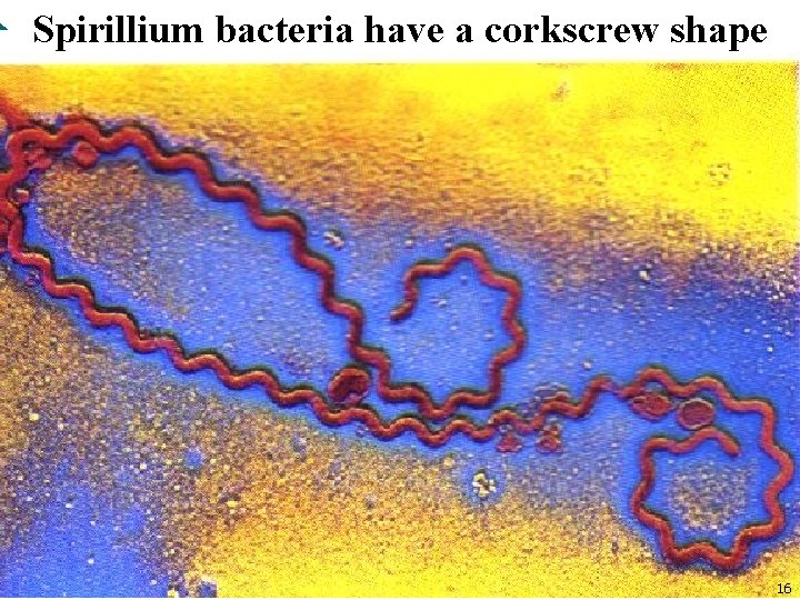 Spirillium bacteria have a corkscrew shape 16 