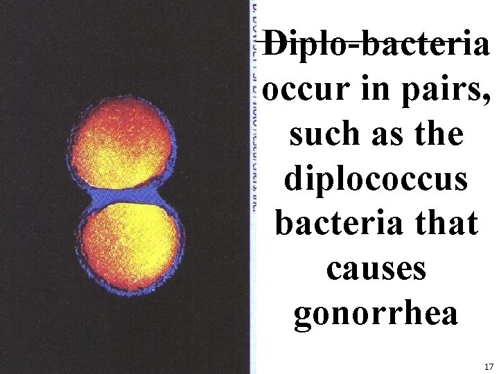 Diplo-bacteria occur in pairs, such as the diplococcus bacteria that causes gonorrhea 17 