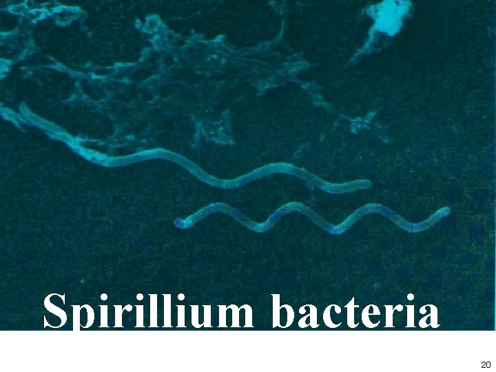 Spirillium bacteria 20 