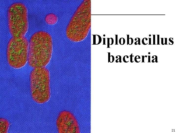 Diplobacillus bacteria 21 