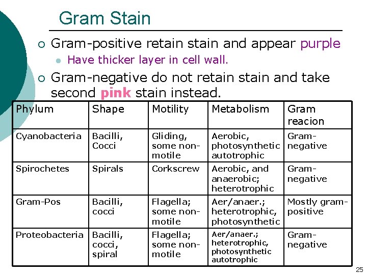 Gram Stain ¡ Gram-positive retain stain and appear purple l ¡ Have thicker layer