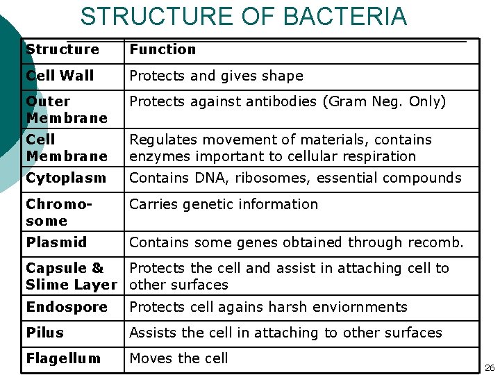 STRUCTURE OF BACTERIA Structure Function Cell Wall Protects and gives shape Outer Membrane Protects