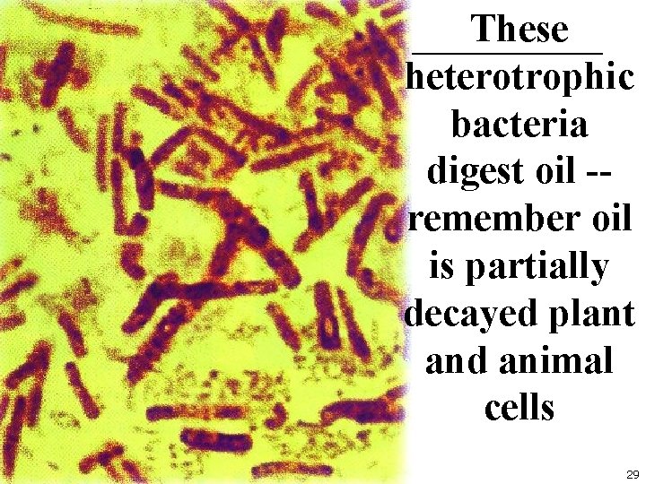 These heterotrophic bacteria digest oil -remember oil is partially decayed plant and animal cells