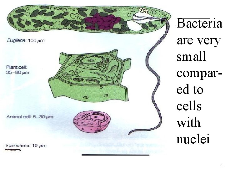 Bacteria are very small compared to cells with nuclei 4 