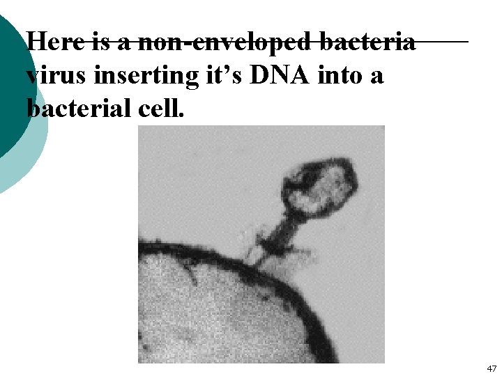 Here is a non-enveloped bacteria virus inserting it’s DNA into a bacterial cell. 47