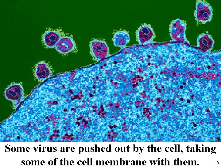 Some virus are pushed out by the cell, taking some of the cell membrane