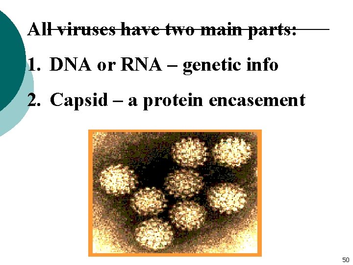 All viruses have two main parts: 1. DNA or RNA – genetic info 2.
