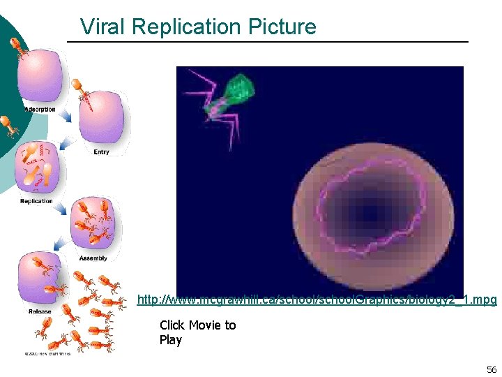 Viral Replication Picture http: //www. mcgrawhill. ca/school. Graphics/biology 2_1. mpg Click Movie to Play