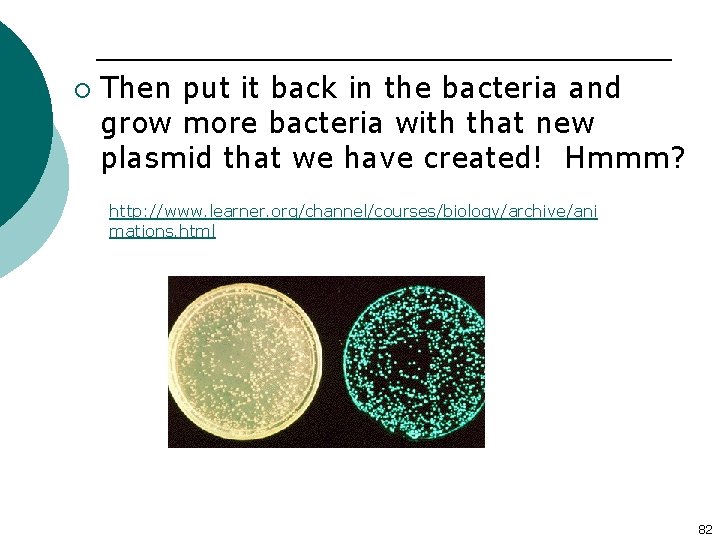 ¡ Then put it back in the bacteria and grow more bacteria with that