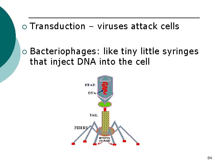 ¡ ¡ Transduction – viruses attack cells Bacteriophages: like tiny little syringes that inject