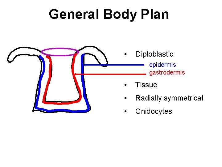 General Body Plan • Diploblastic epidermis gastrodermis • Tissue • Radially symmetrical • Cnidocytes