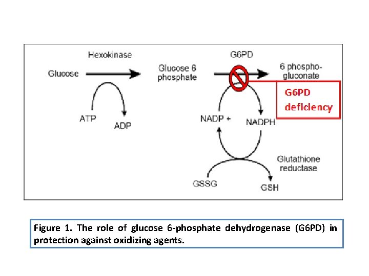 Figure 1. The role of glucose 6 -phosphate dehydrogenase (G 6 PD) in protection