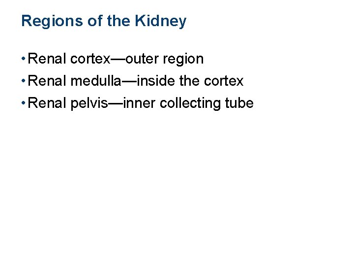 Regions of the Kidney • Renal cortex—outer region • Renal medulla—inside the cortex •