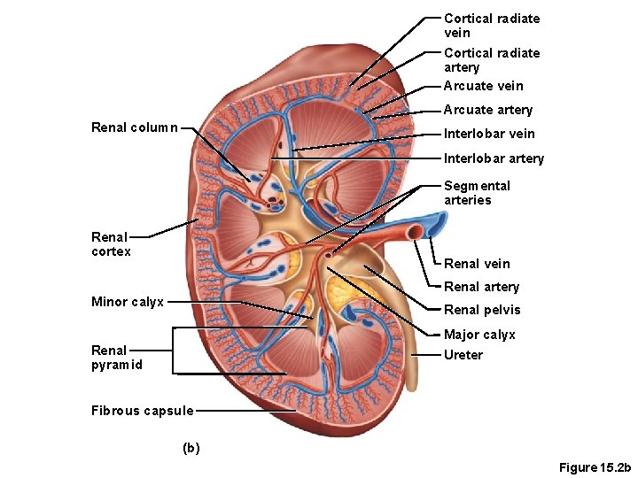 Cortical radiate vein Cortical radiate artery Arcuate vein Arcuate artery Renal column Interlobar vein