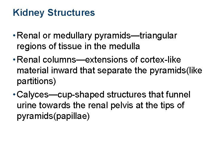 Kidney Structures • Renal or medullary pyramids—triangular regions of tissue in the medulla •