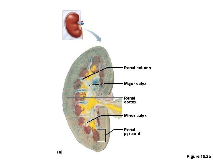 Renal column Major calyx Renal cortex Minor calyx Renal pyramid (a) Figure 15. 2