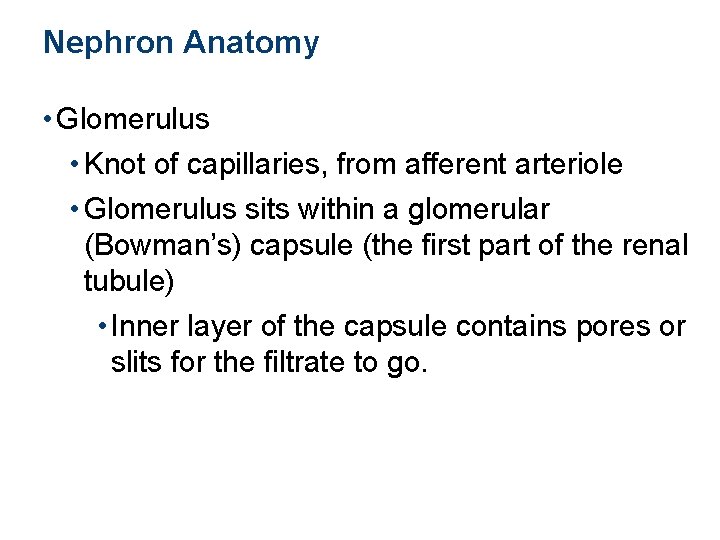 Nephron Anatomy • Glomerulus • Knot of capillaries, from afferent arteriole • Glomerulus sits