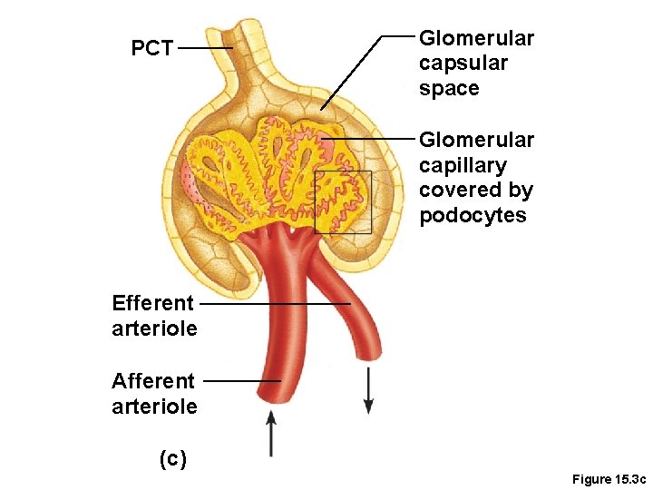 PCT Glomerular capsular space Glomerular capillary covered by podocytes Efferent arteriole Afferent arteriole (c)