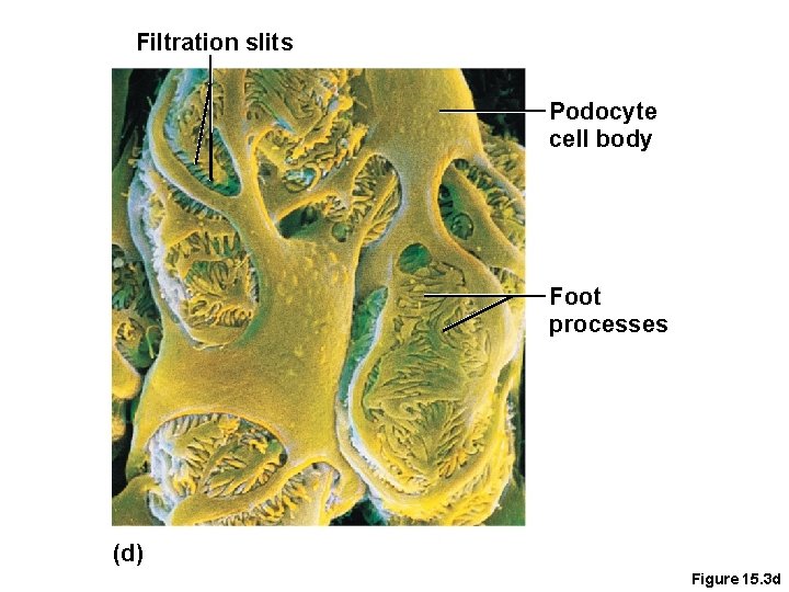 Filtration slits Podocyte cell body Foot processes (d) Figure 15. 3 d 