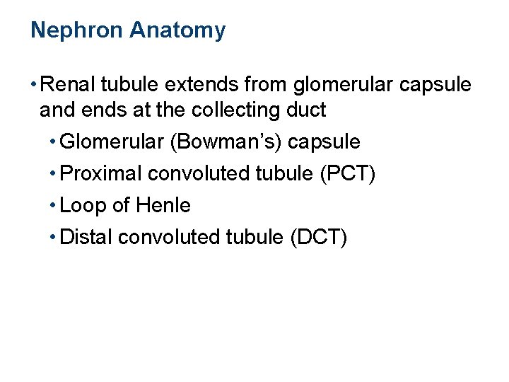 Nephron Anatomy • Renal tubule extends from glomerular capsule and ends at the collecting