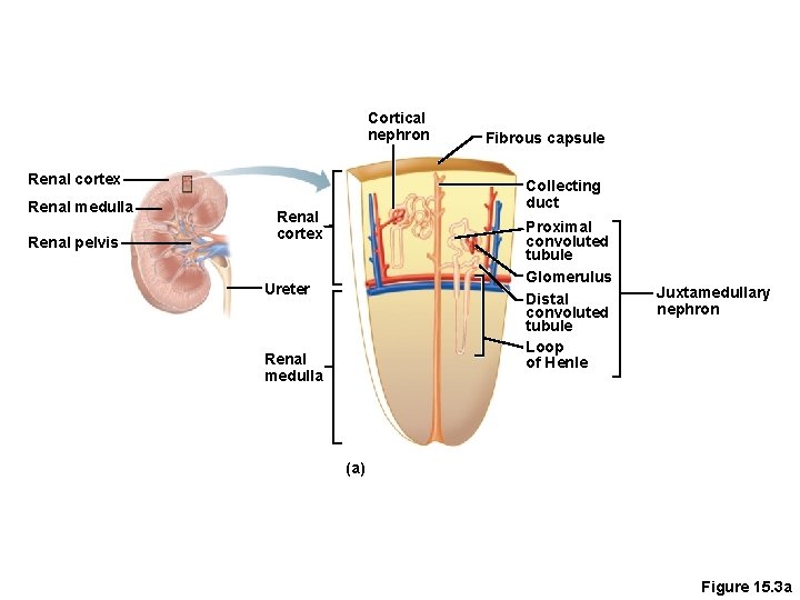 Cortical nephron Renal cortex Renal medulla Renal pelvis Fibrous capsule Collecting duct Renal cortex