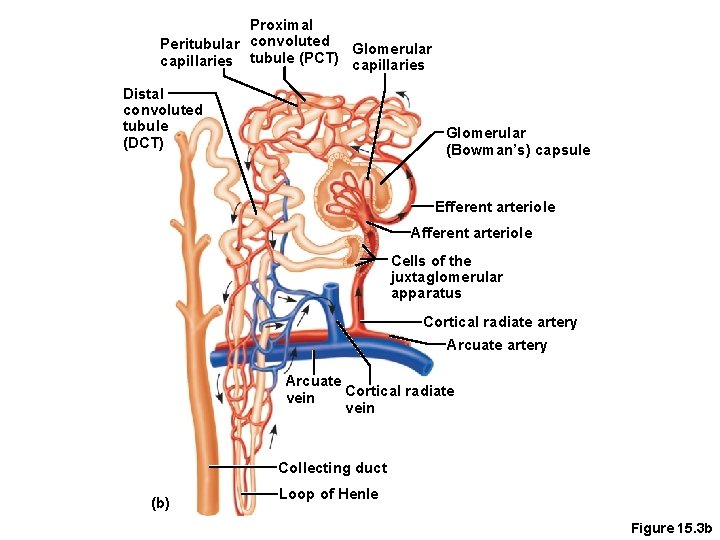 Proximal Peritubular convoluted Glomerular capillaries tubule (PCT) capillaries Distal convoluted tubule (DCT) Glomerular (Bowman’s)