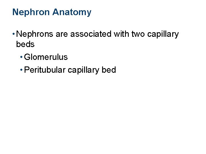 Nephron Anatomy • Nephrons are associated with two capillary beds • Glomerulus • Peritubular