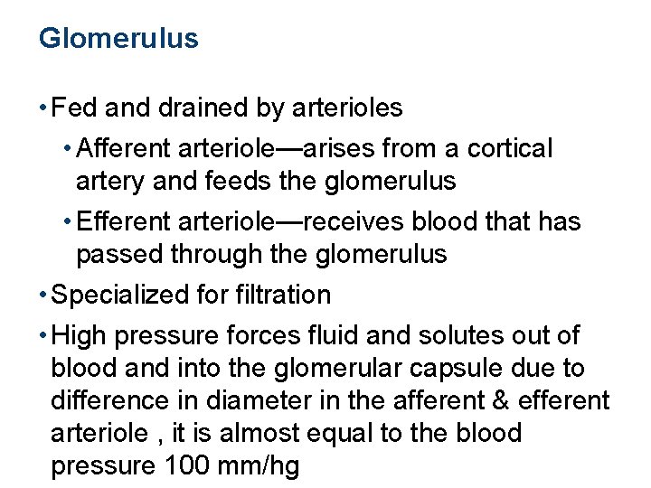 Glomerulus • Fed and drained by arterioles • Afferent arteriole—arises from a cortical artery