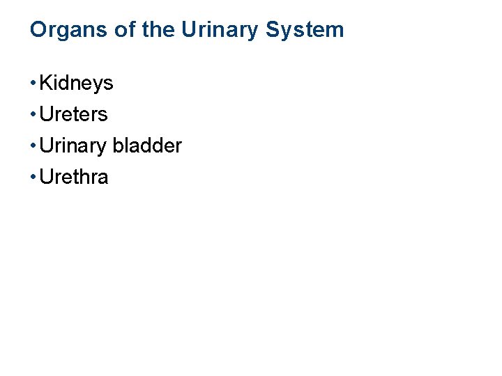 Organs of the Urinary System • Kidneys • Ureters • Urinary bladder • Urethra