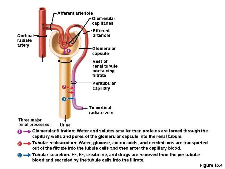 Afferent arteriole Glomerular capillaries Efferent arteriole Cortical radiate artery 1 Glomerular capsule Rest of