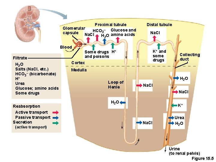 Proximal tubule Glomerular HCO 3– Glucose and capsule Na. Cl H 2 O amino