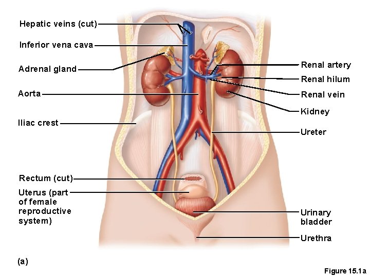 Hepatic veins (cut) Inferior vena cava Adrenal gland Renal artery Renal hilum Aorta Renal