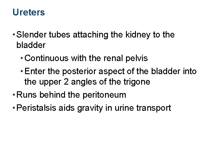 Ureters • Slender tubes attaching the kidney to the bladder • Continuous with the