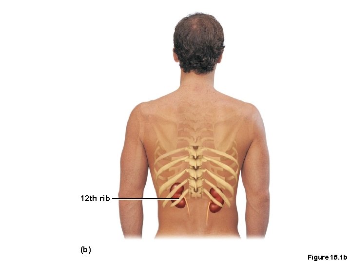 12 th rib (b) Figure 15. 1 b 